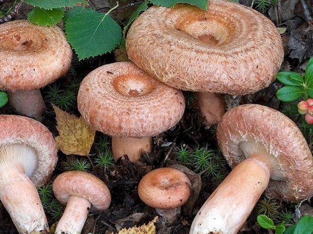 Как выглядят волнушки: фото грибов, описание, известные разновидности
