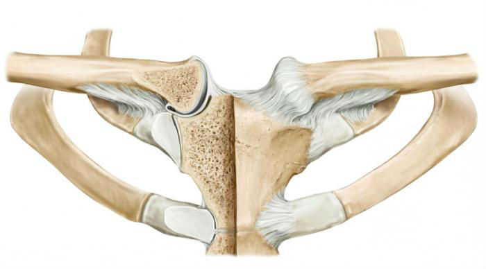 Грудино-ключичный сустав (articulatio sternoclavicularis): анатомия, форма, вид в движении