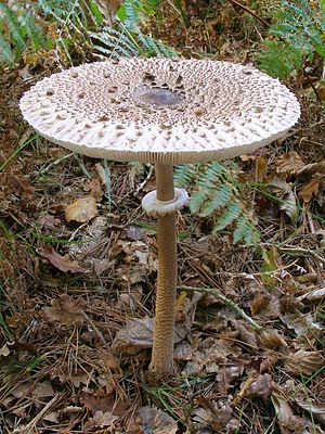 Как приготовить съедобные грибы зонтики? Можно ли эти грибы сушить?