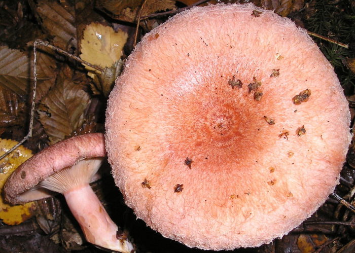Как выглядят волнушки: фото грибов, описание, известные разновидности