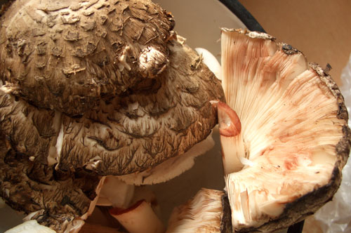 Как приготовить съедобные грибы зонтики? Можно ли эти грибы сушить?