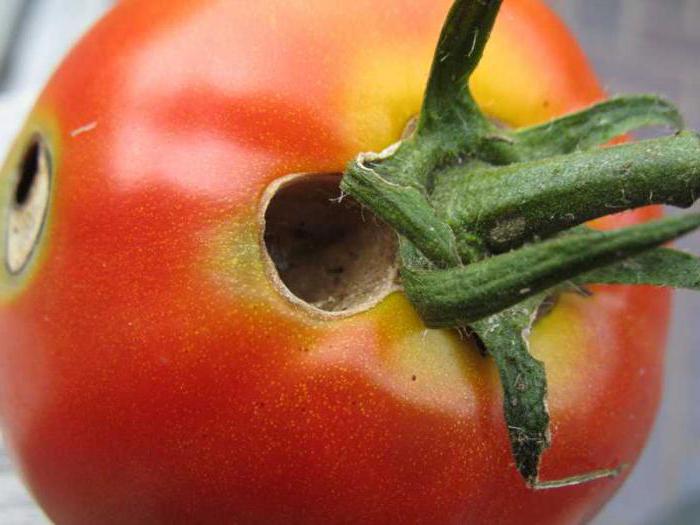 Зеленые гусеницы едят помидоры: как избавиться от совки в теплице?