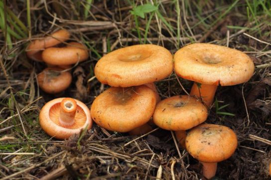 Рыжики настоящие: фото и описание съедобных и ложных грибов