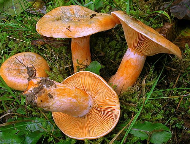 Рыжики настоящие: фото и описание съедобных и ложных грибов