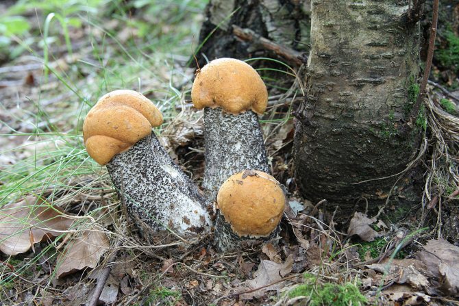 Как выглядит молодой гриб подосиновик: фото при срезе и описание