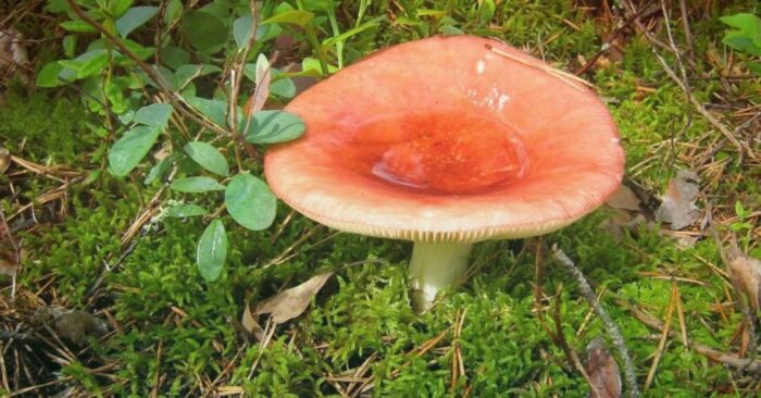 Сыроежки: какие виды грибов съедобные и как отличить их от ложных