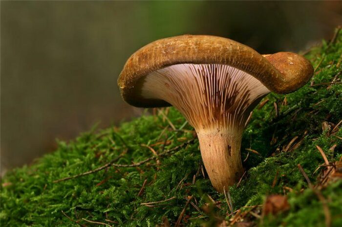 Грибы коровники: фото съедобных и ложных грибов, рецепт приготовления