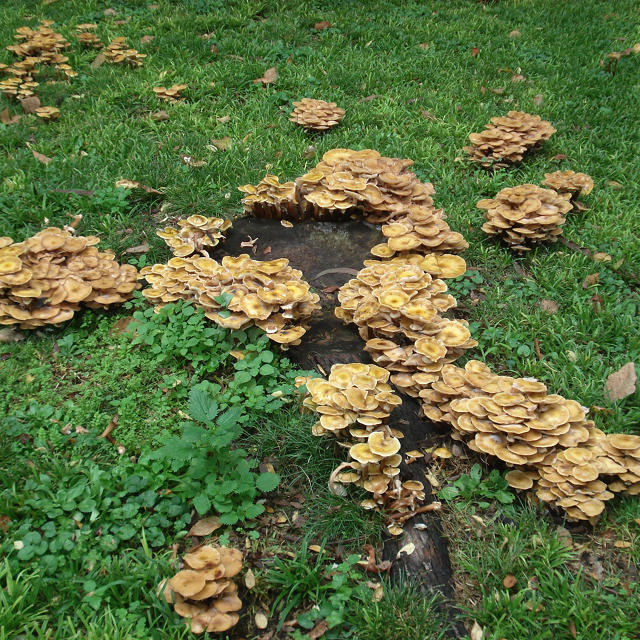 Где и как быстро растут опята в лесу? В какое время можно собирать грибы?