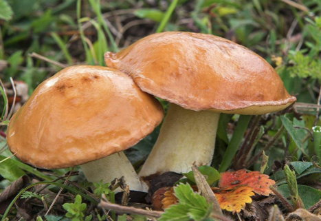 Съедобные маслята: когда растут, фото грибов, описание, разновидности