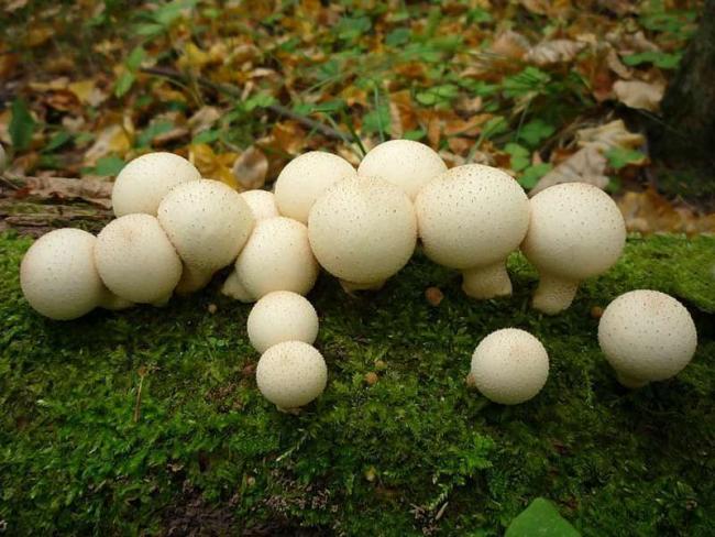 Дождевой гриб: фото и описание съедобного и ядовитого дождевика