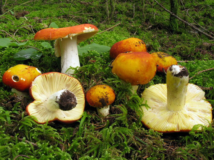 Сыроежки: какие виды грибов съедобные и как отличить их от ложных