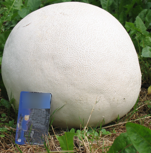 Дождевой гриб: фото и описание съедобного и ядовитого дождевика