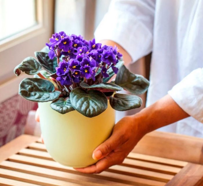 Можно ли держать дома фиалку или дарить цветок: приметы и суеверия