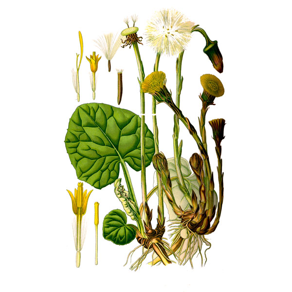 Цветок мать-и-мачеха: фото листьев и цветов, латинское название
