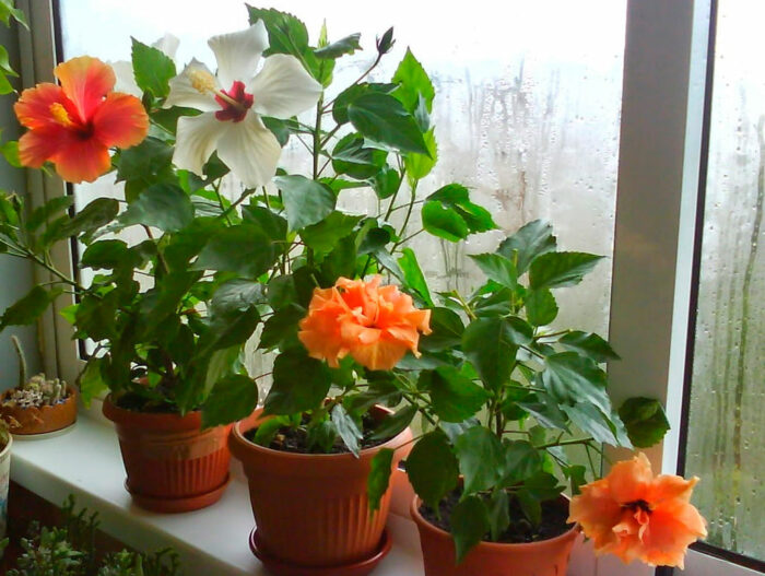 Китайская роза гибискус: фото, значение цветка, уход в домашних условиях