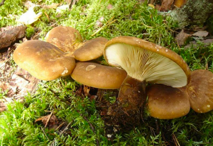Грибы коровники: фото съедобных и ложных грибов, рецепт приготовления
