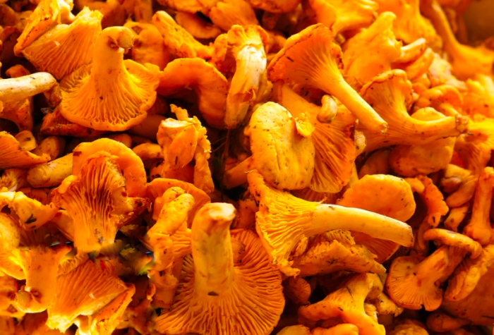 Как готовить жареные грибы лисички на сковороде? Пошаговый рецепт