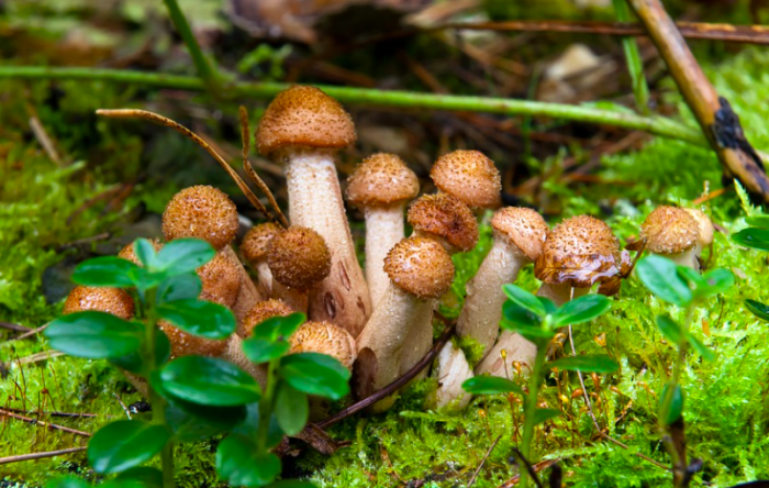 Где и как быстро растут опята в лесу? В какое время можно собирать грибы?