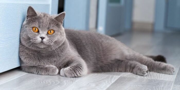 Как назвать котенка девочку: красивые русские имена для кошек
