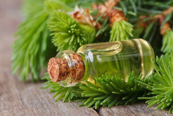 Эфирное масло ели, сосны и кедрового дерева: свойства и применение