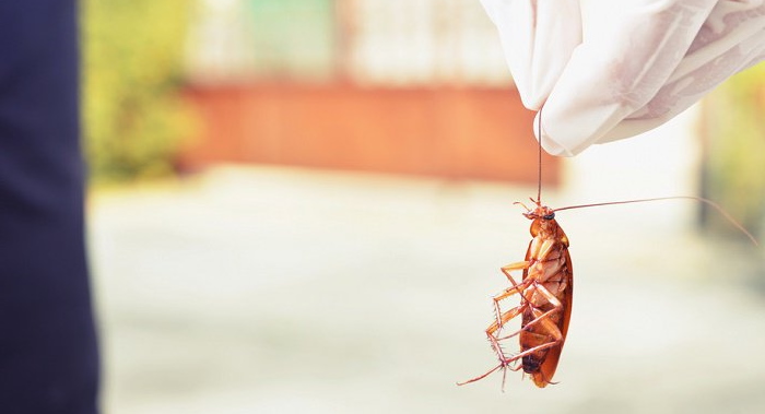 Как действует лавровый лист на тараканов отпугивает или нет: рецепт