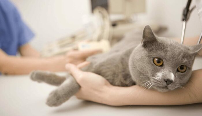 Почечная недостаточность у кошек: симптомы, прогноз, лечение
