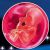 21 неделя формирования эмбриона