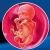 22 неделя формирования эмбриона