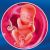 23 неделя формирования эмбриона