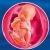 24 неделя формирования эмбриона