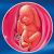25 неделя формирования эмбриона