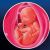 28 неделя формирования эмбриона