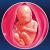31 неделя формирования эмбриона