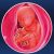 32 неделя формирования эмбриона