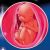 33 неделя формирования эмбриона