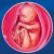 36 неделя формирования эмбриона