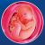 37 неделя формирования эмбриона