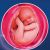 38неделя формирования эмбриона