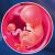 10 неделя формирования эмбриона