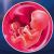 111 неделя формирования эмбриона