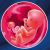 12 неделя формирования эмбриона