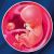 13 неделя формирования эмбриона