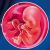 14 неделя формирования эмбриона
