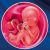15 неделя формирования эмбриона