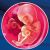 16 неделя формирования эмбриона