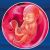 17 неделя формирования эмбриона
