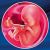 18 неделя формирования эмбриона