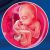 19 неделя формирования эмбриона