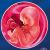 20 неделя формирования эмбриона