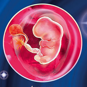 4 неделя. Рост эмбриона сильно ускоряется.